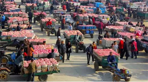 Yantai embraces a bumper crop of apples