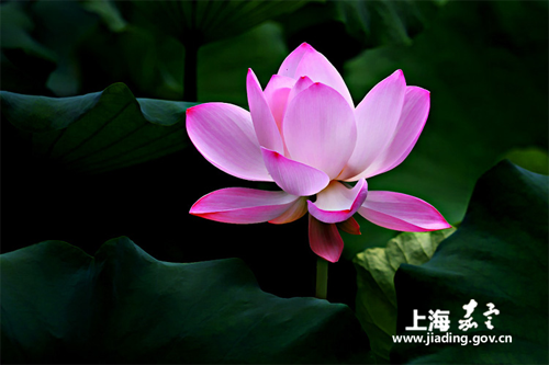 Jiading to host lotus and water lily exhibition