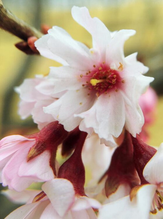 Days of cherry flowers approaching