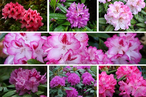 Rhododendrons burst into bloom in riot of colors