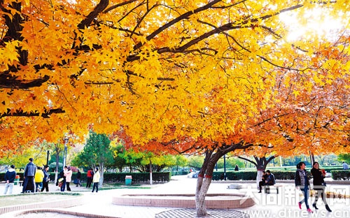 Datong gardens in autumn