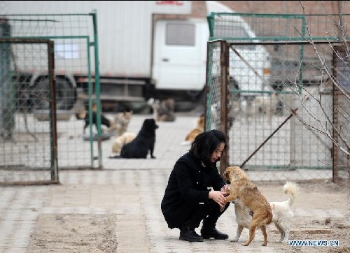 Stray dog shelter searches for social support in China's Taiyuan