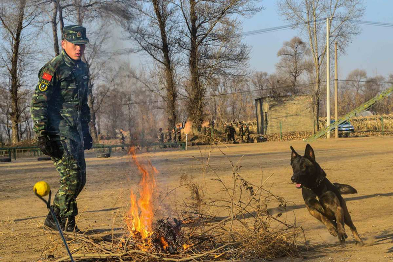 Police dog trained to help operations