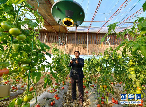 Technology helps Shanxi farmers grow juicy tomatoes