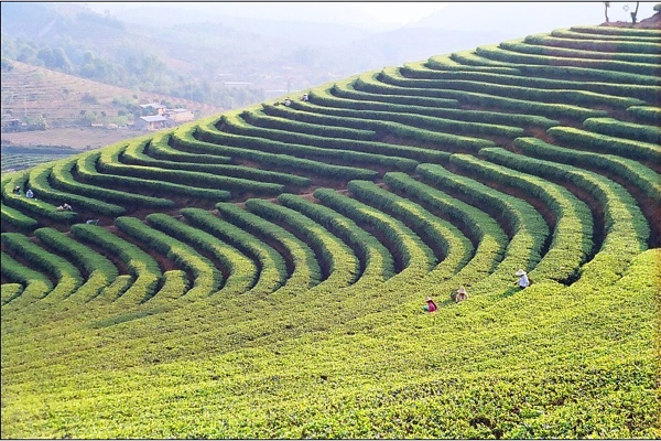 Holy land of tea