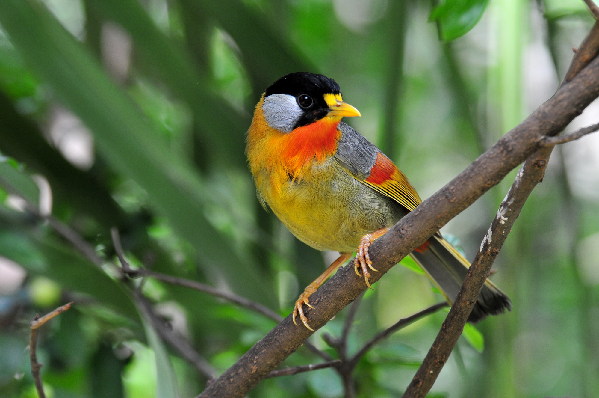 Biodiversity in Pu'er