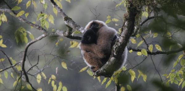 Biodiversity in Pu'er