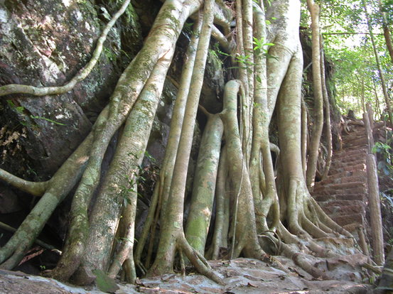 Ximeng Va Ecotourism Area