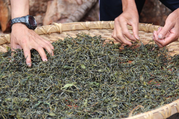 Kunlu Mountains Royal Ancient Tea Garden