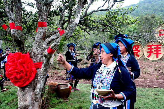 Kunlu Mountains Royal Ancient Tea Garden