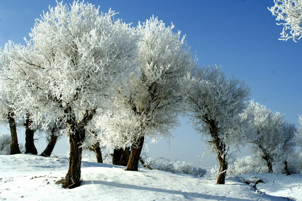 Populus euphratica in Luntai county: conserving the most beautiful trees