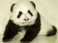 Love giant pandas? Name them