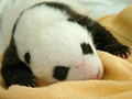 Love giant pandas? Name them