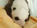 Love giant pandas? Name them