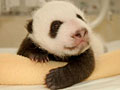 Love giant pandas? Name them