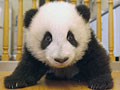 Love giant pandas? Name them