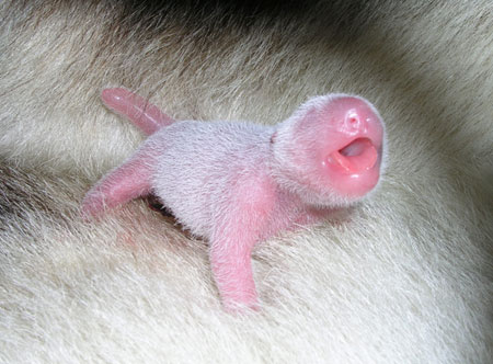 Giant panda cub No.11