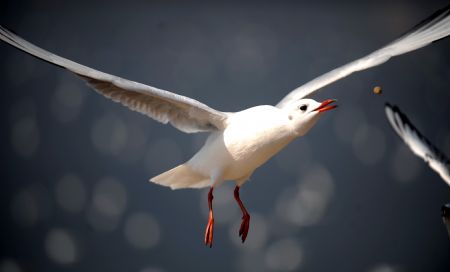 Black-headed gulls migrate to Kunming