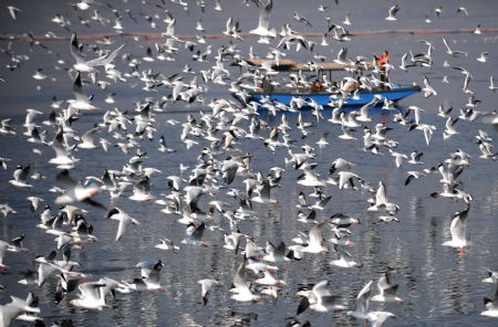 Black-headed gulls migrate to Kunming