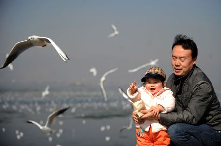 Black-headed gulls migrate to Kunming