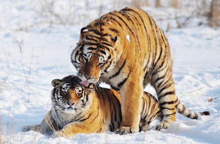 Siberian tigers thriving in Harbin park