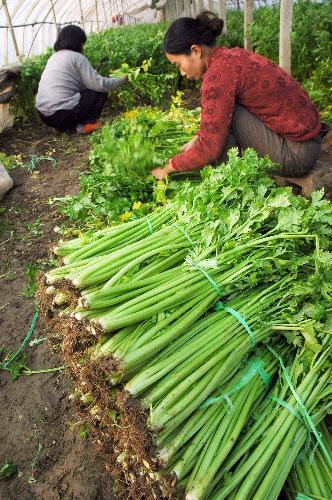 Chinese farmers reap bumper winter harvest