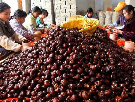 Chinese farmers reap bumper winter harvest