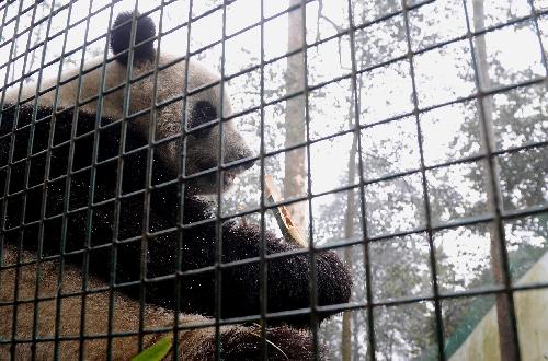 US-born panda Taishan meets public in Sichuan