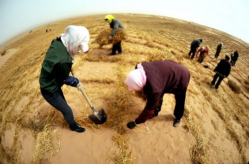 'Green wall' helps curb desertification