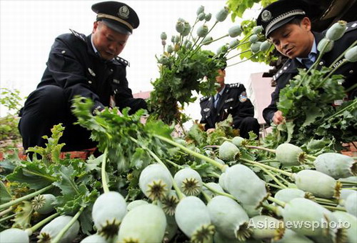 Illegal poppy plants seized in Henan