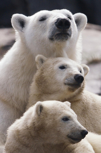 Polar bear cubs make their debut in Quebec