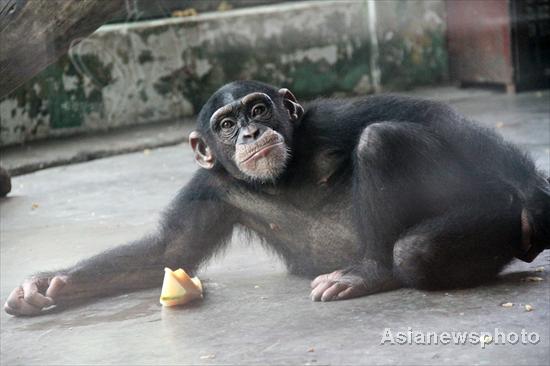 Zoo animals savor ice-cold treats