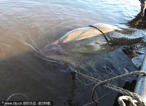 Massive 250-kg fish caught in river