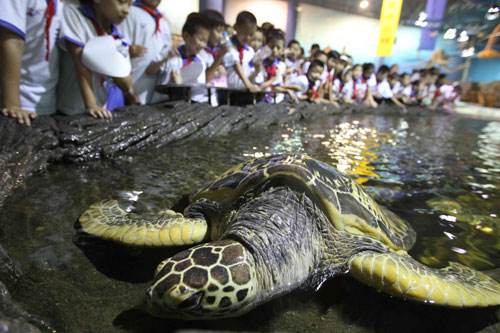 Recovered turtle going back to wilderness