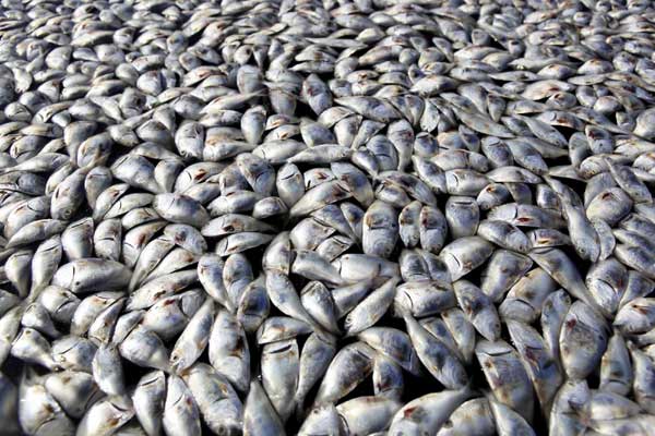 Massive fish kill reported in Louisiana, US