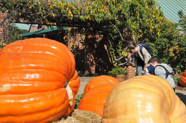 Giant pumpkins welcome upcoming Helloween