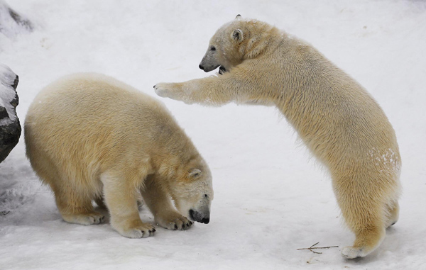 Birthday bears play in the snow