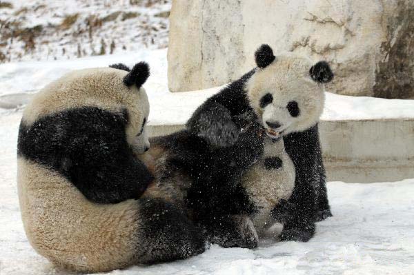 Giant pandas enjoy fun in snow