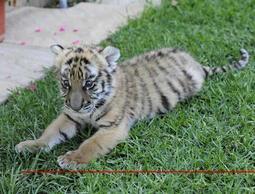 South China tiger cub awaits new name