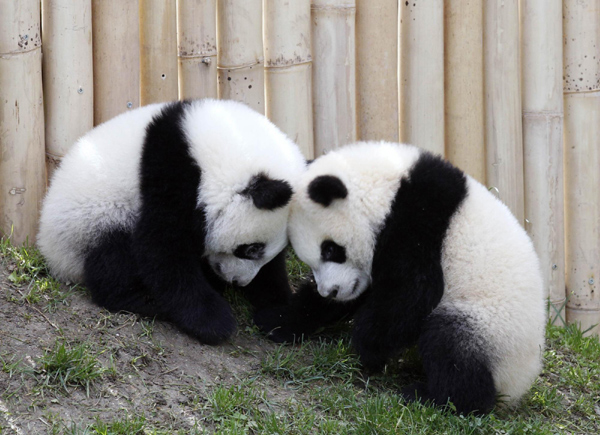 The queen of panda cubs