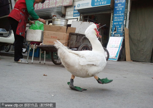 Waddling in my green shoes