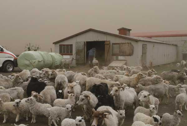 Farmers collect sheep fearing ash cloud