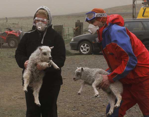 Farmers collect sheep fearing ash cloud