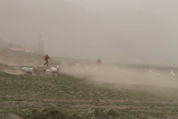 Farmers collect sheep fearing ash cloud