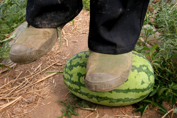 Rock-hard watermelons grow from fake seeds