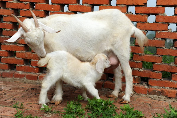 Next-generation cloned goat measures up