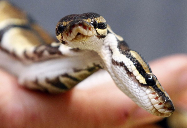 Bizarre two-headed python turns heads