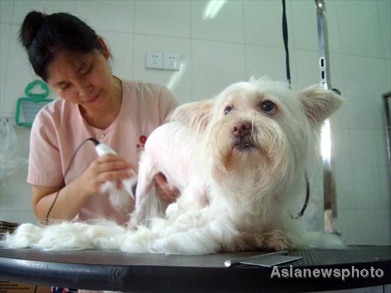 Pet dogs get summer hair cuts