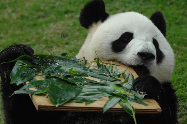 Gaint panda Xinxin celebrates birthday in Macao