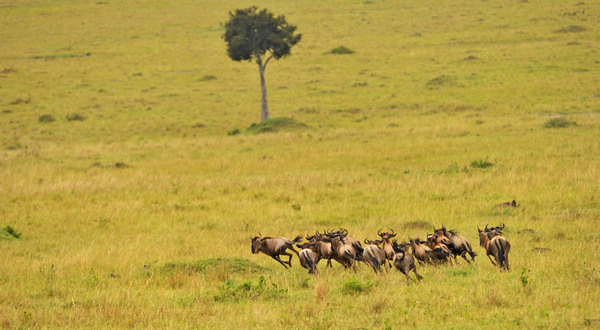 Gnus migrate across Mara River in Kenya